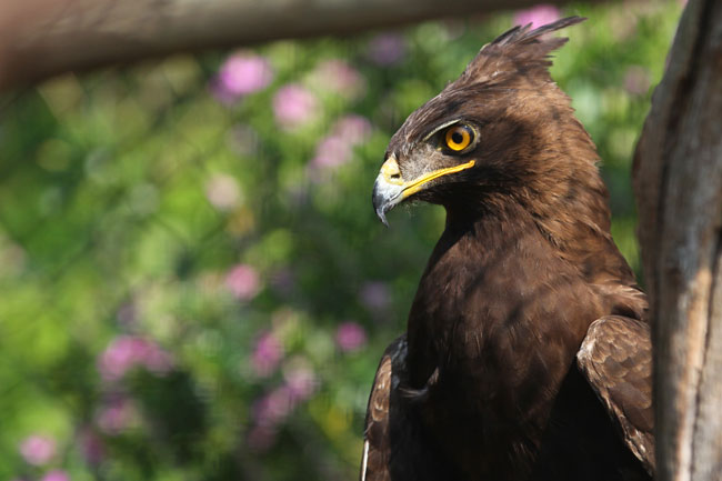 African Raptor Centre