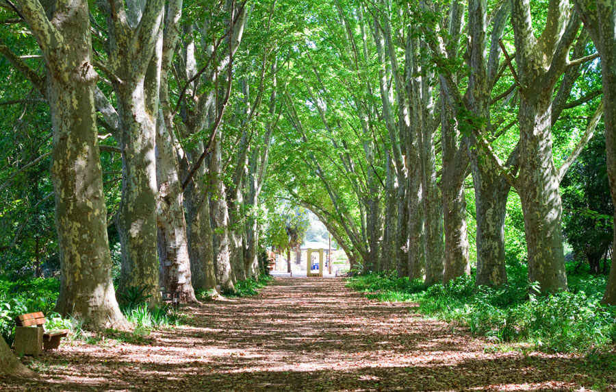 Botanical Gardens Pietermaritzburg